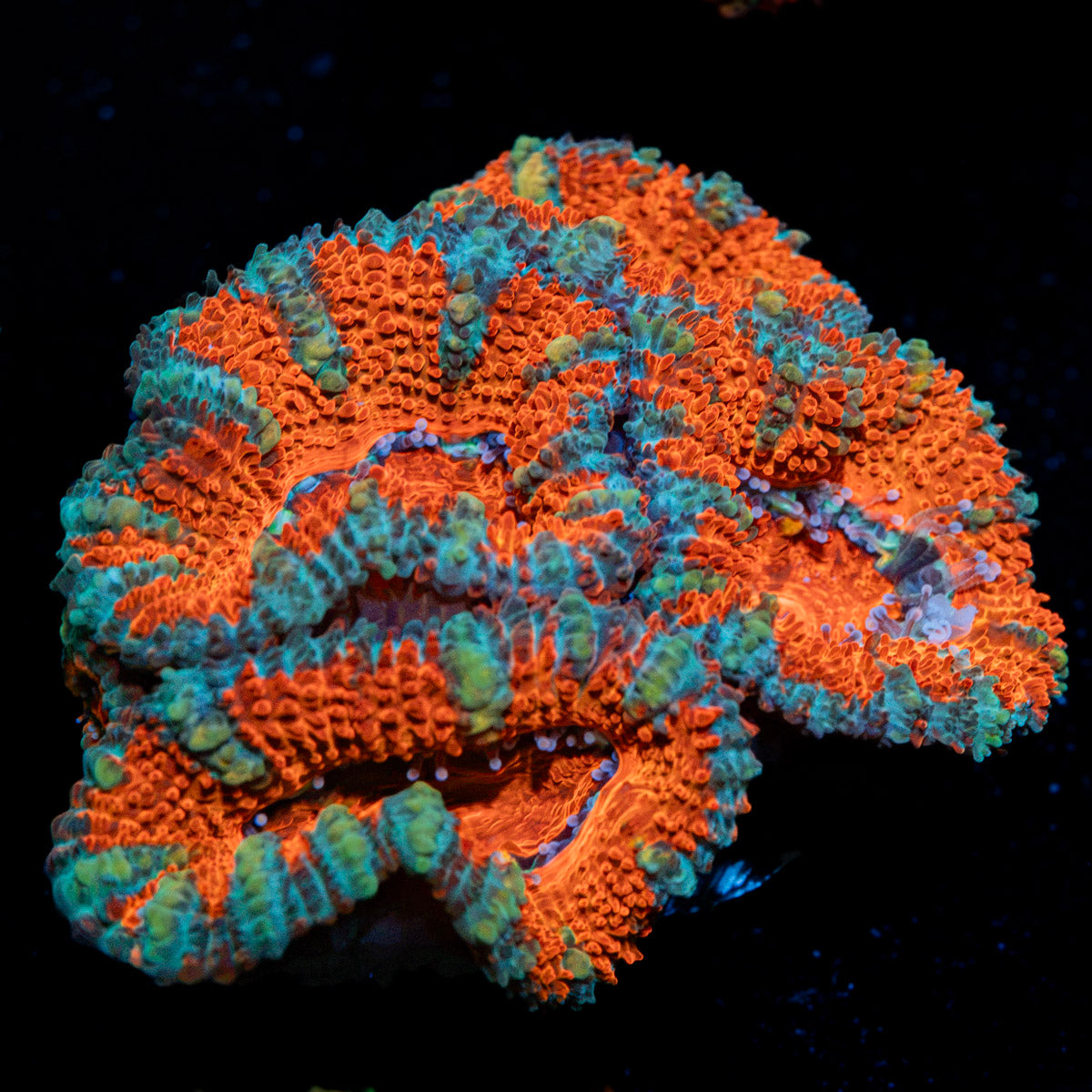 Acan Coral with fleshy polyps in reef aquarium