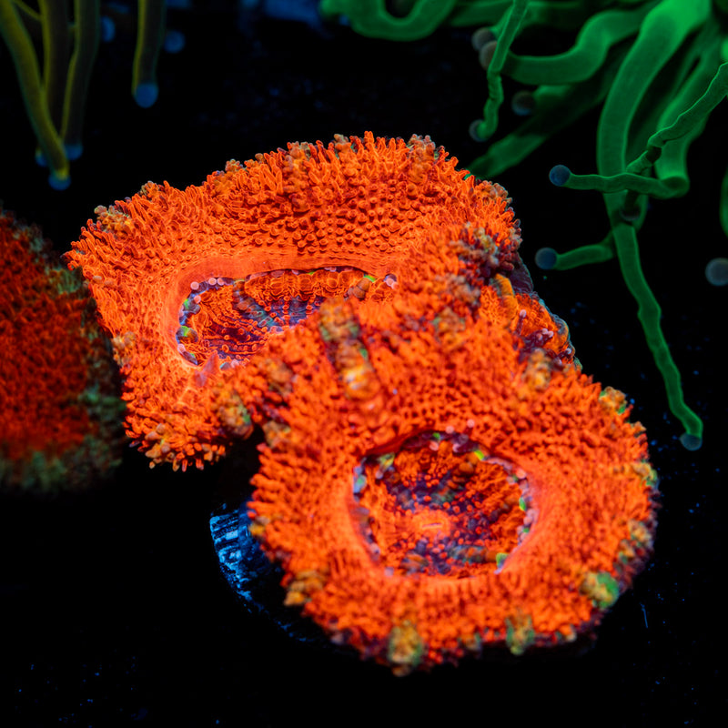Acan Coral with fleshy polyps in reef aquarium