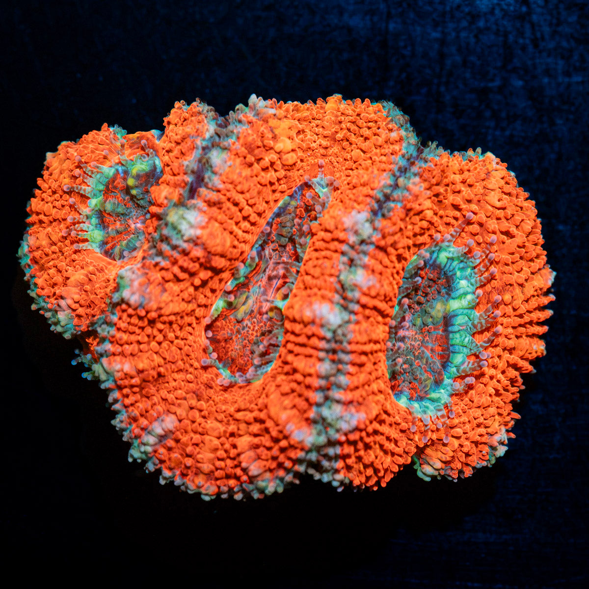 Acan Coral with fleshy polyps in reef aquarium