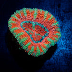 Acan Coral with fleshy polyps in reef aquarium