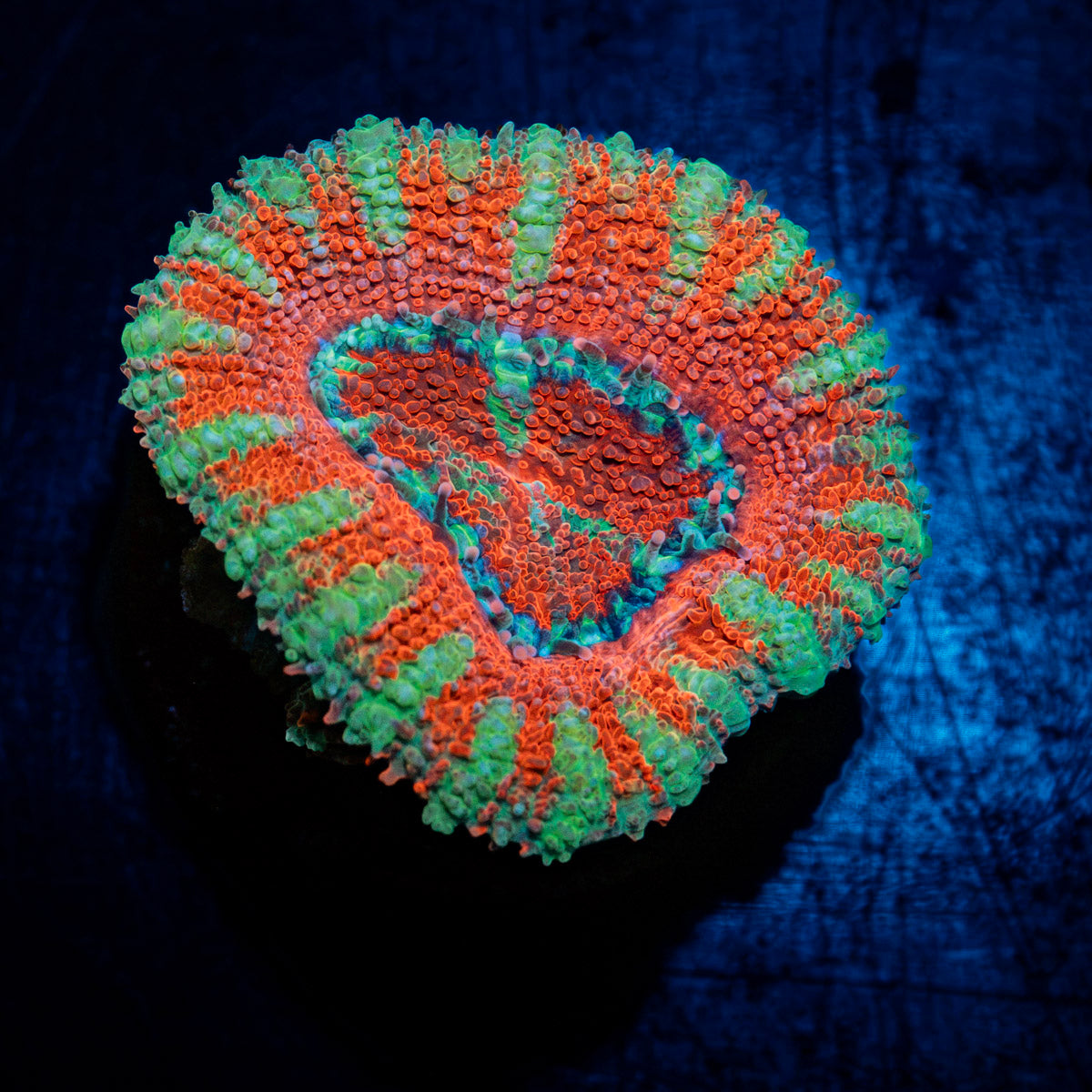 Acan Coral with fleshy polyps in reef aquarium