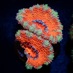Acan Coral with fleshy polyps in reef aquarium