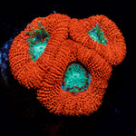 Acan Coral with fleshy polyps in reef aquarium
