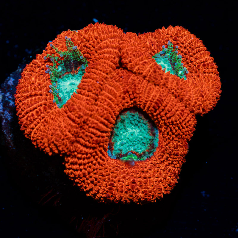 Acan Coral with fleshy polyps in reef aquarium