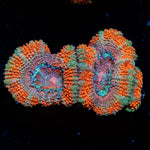 Acan Coral with fleshy polyps in reef aquarium