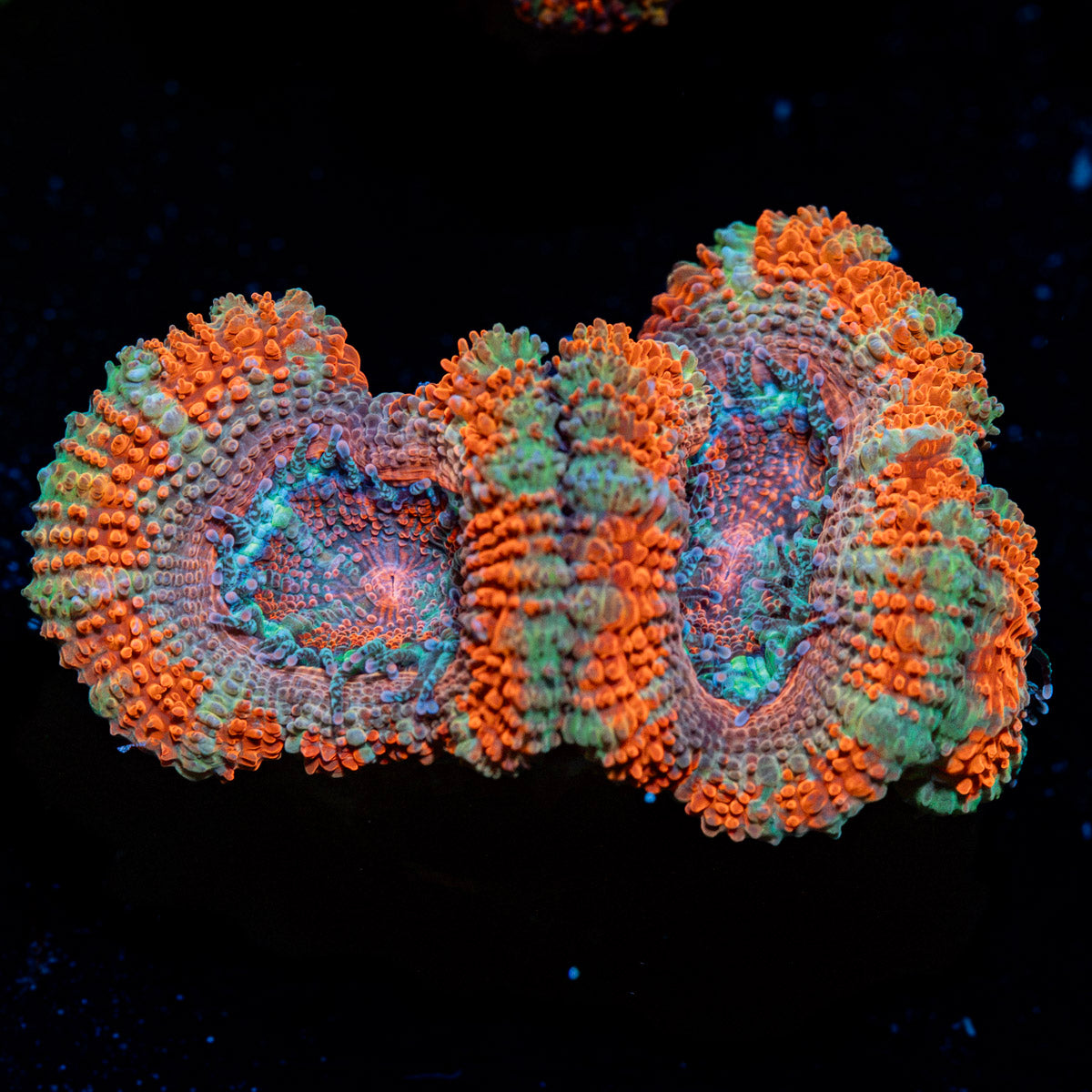 Acan Coral with fleshy polyps in reef aquarium