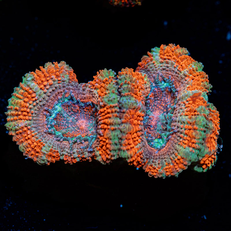 Acan Coral with fleshy polyps in reef aquarium