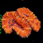 Acan Coral with fleshy polyps in reef aquarium