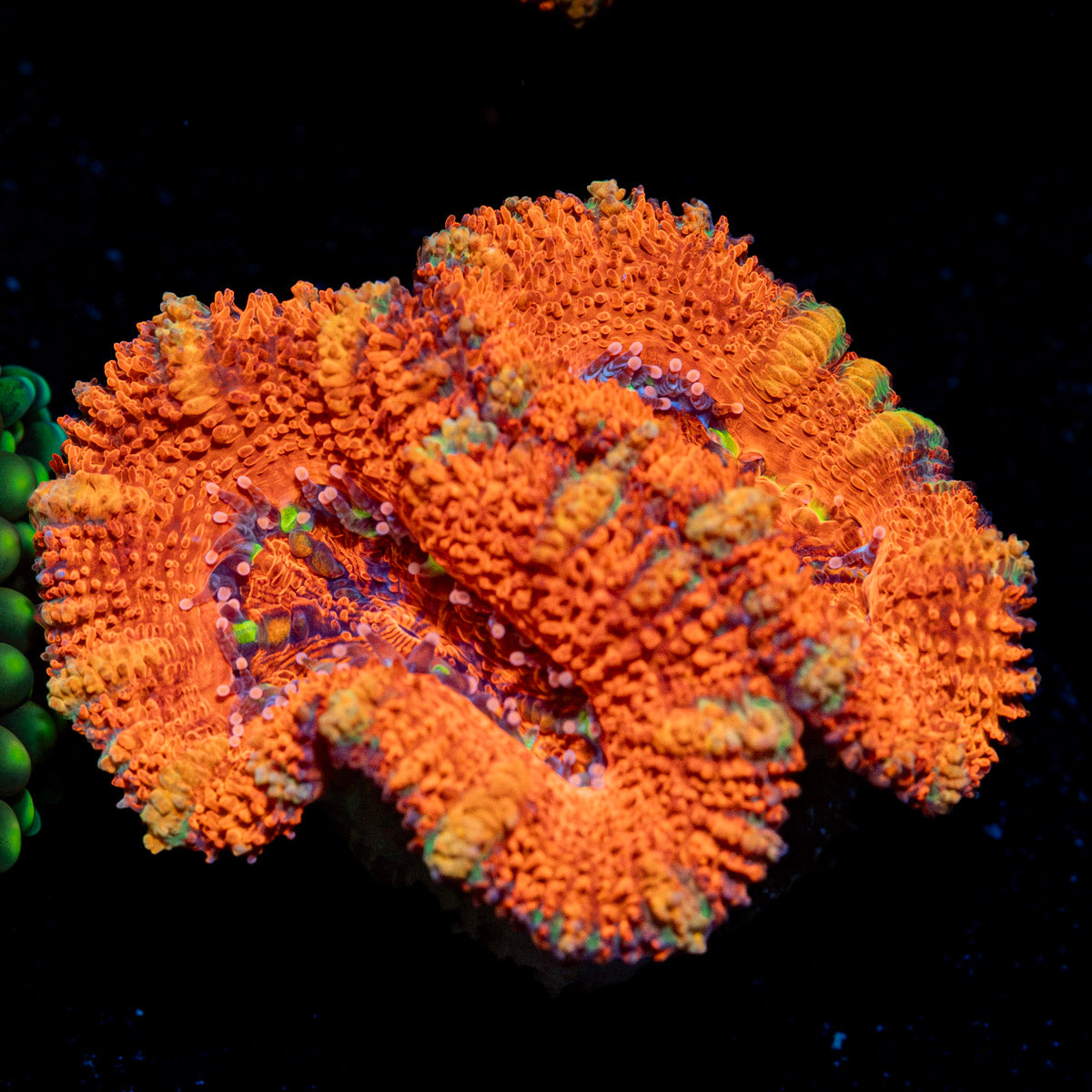 Acan Coral with fleshy polyps in reef aquarium
