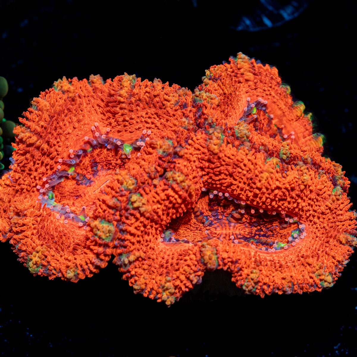 Acan Coral with fleshy polyps in reef aquarium