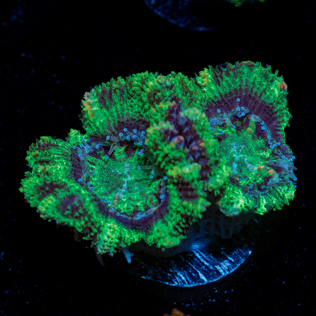 Acan Coral with fleshy polyps in reef aquarium