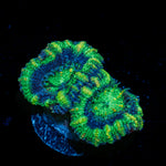 Acan Coral with fleshy polyps in reef aquarium