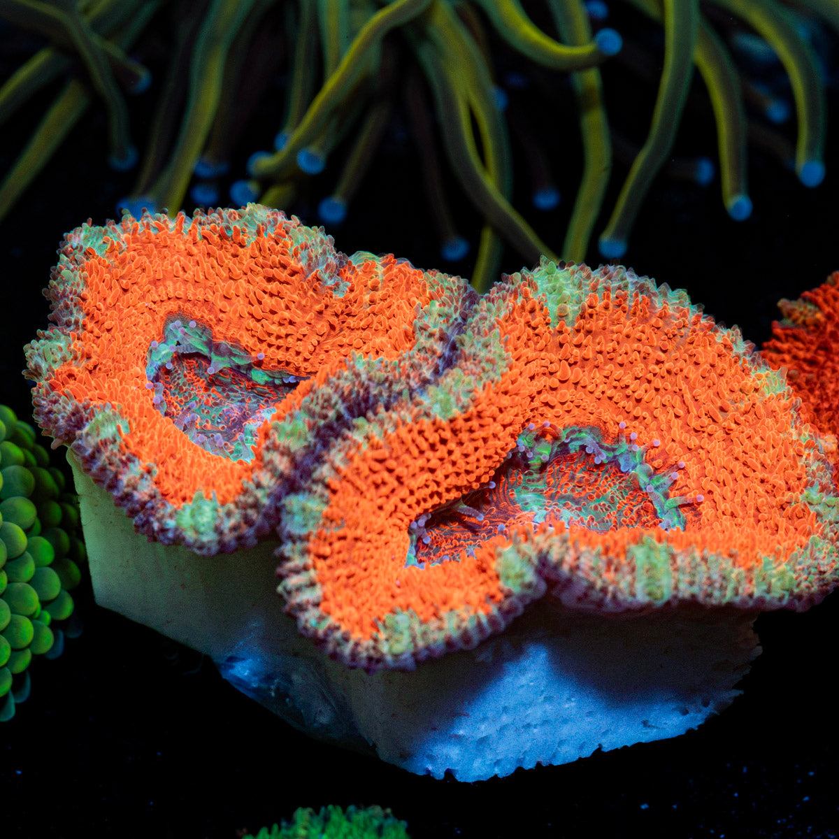Acan Coral with fleshy polyps in reef aquarium