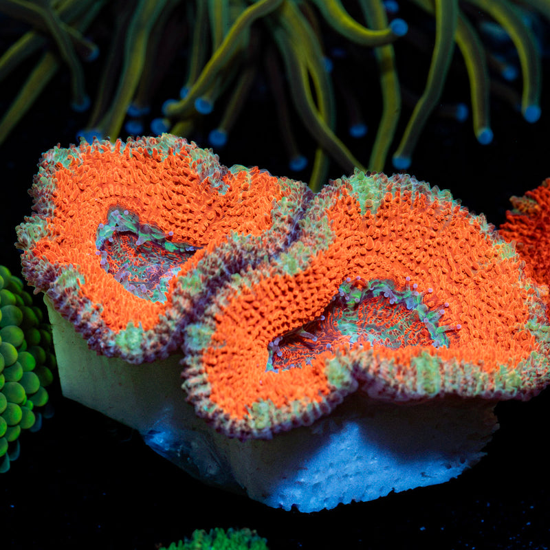 Acan Coral with fleshy polyps in reef aquarium