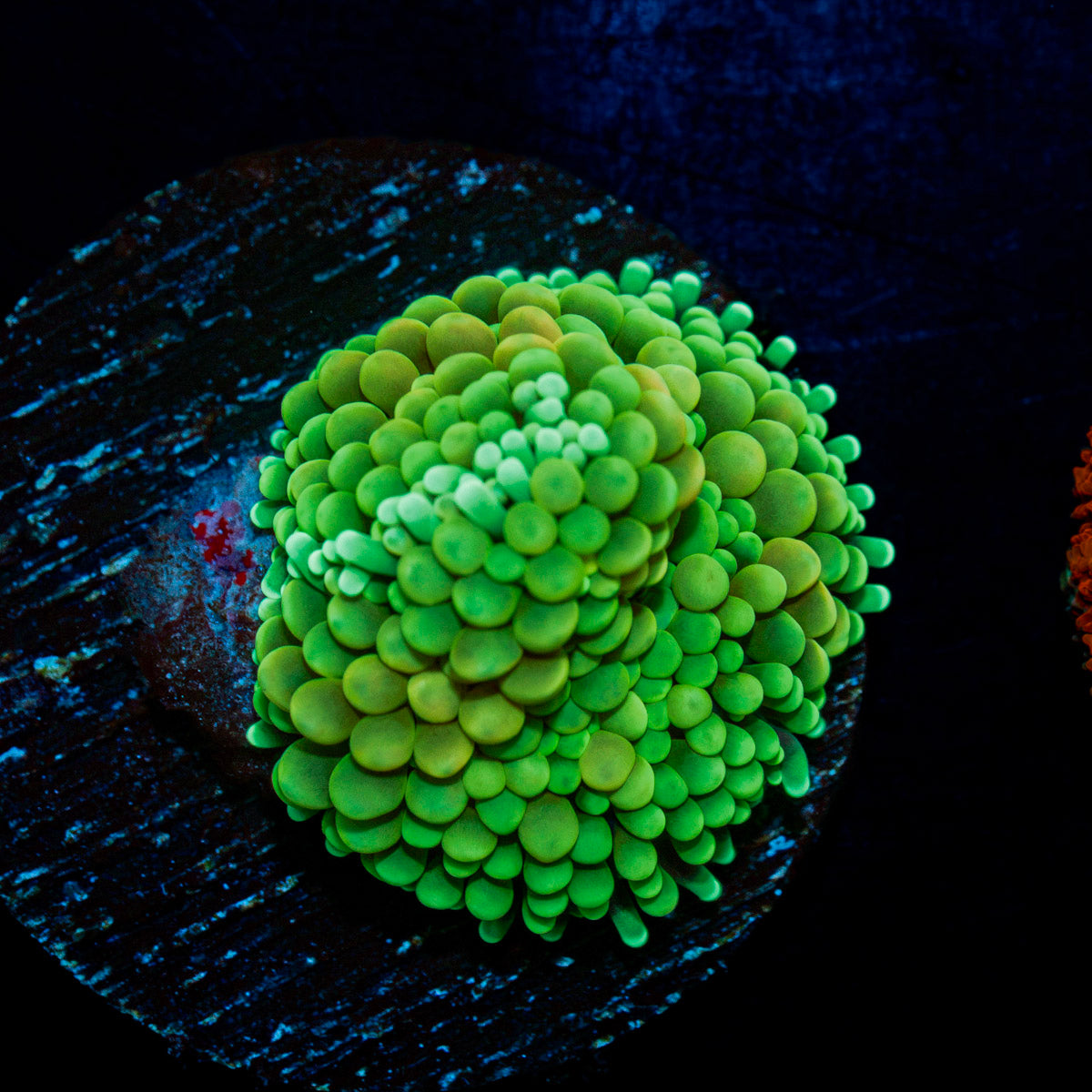 Green Ricordea Mushroom Coral with mushroom disc in reef aquarium