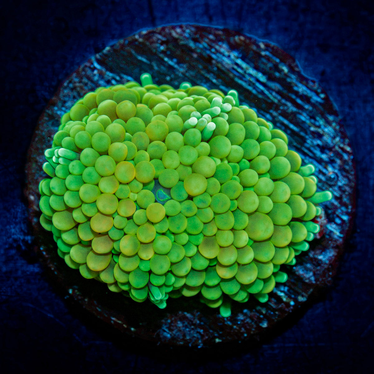Green Ricordea Mushroom Coral with mushroom disc in reef aquarium