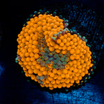 Orange Ricordea Mushroom Coral with mushroom disc in reef aquarium