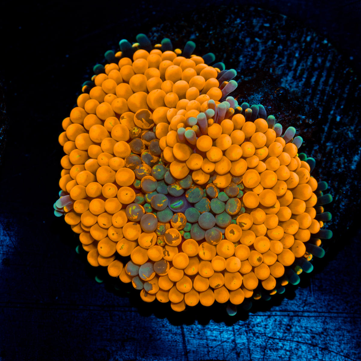 Orange Ricordea Mushroom Coral with mushroom disc in reef aquarium