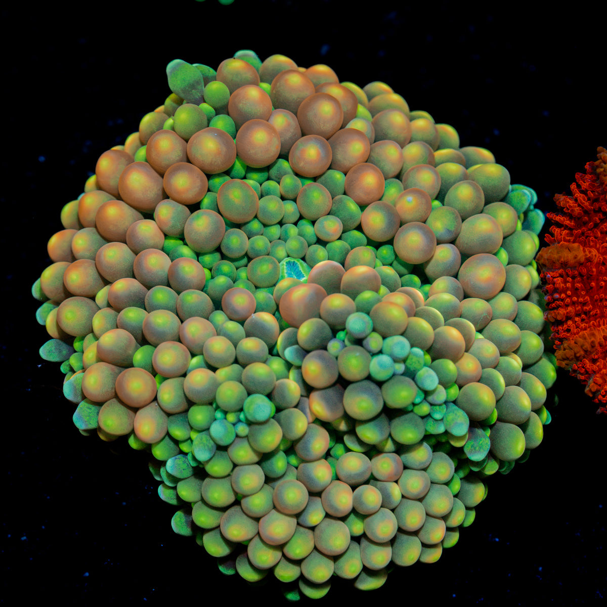 Royal Ricordea Mushroom Coral with mushroom disc in reef aquarium