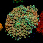 Royal Ricordea Mushroom Coral with a vibrant mushroom disc in reef aquarium