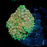 Pinky Ricordea Mushroom Coral with mushroom disc in reef aquarium