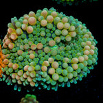 Pinky Ricordea Mushroom Coral with mushroom disc in reef aquarium