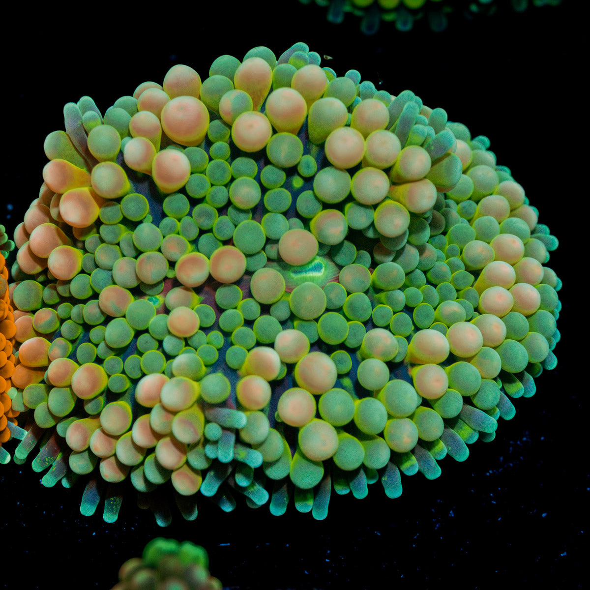 Pinky Ricordea Mushroom Coral with mushroom disc in reef aquarium