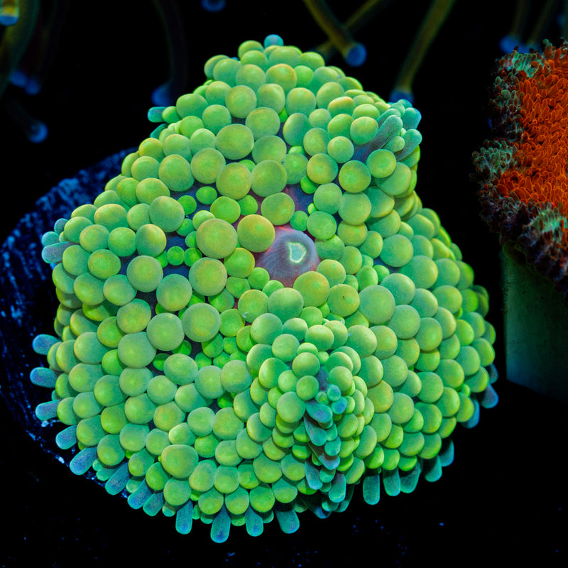 Green Ricordea Mushroom Coral with mushroom disc in reef aquarium