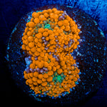 Orange Ricordea Mushroom Coral with mushroom disc in reef aquarium