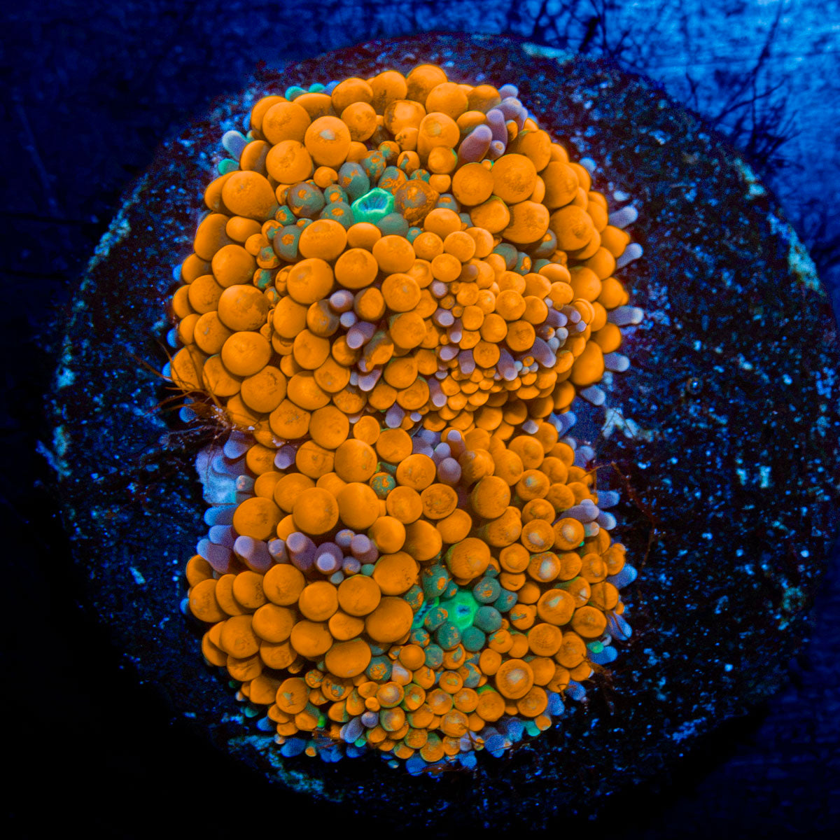 Orange Ricordea Mushroom Coral with mushroom disc in reef aquarium