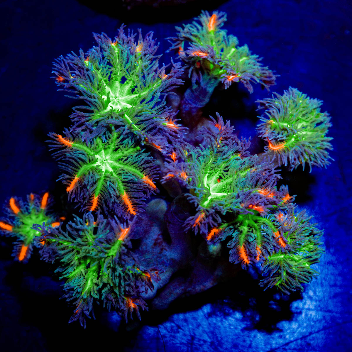 ARC FireWork Clove Polyp Coral with clove polyps in reef aquarium