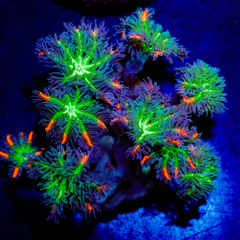 ARC FireWork Clove Polyp Coral with clove polyps in reef aquarium
