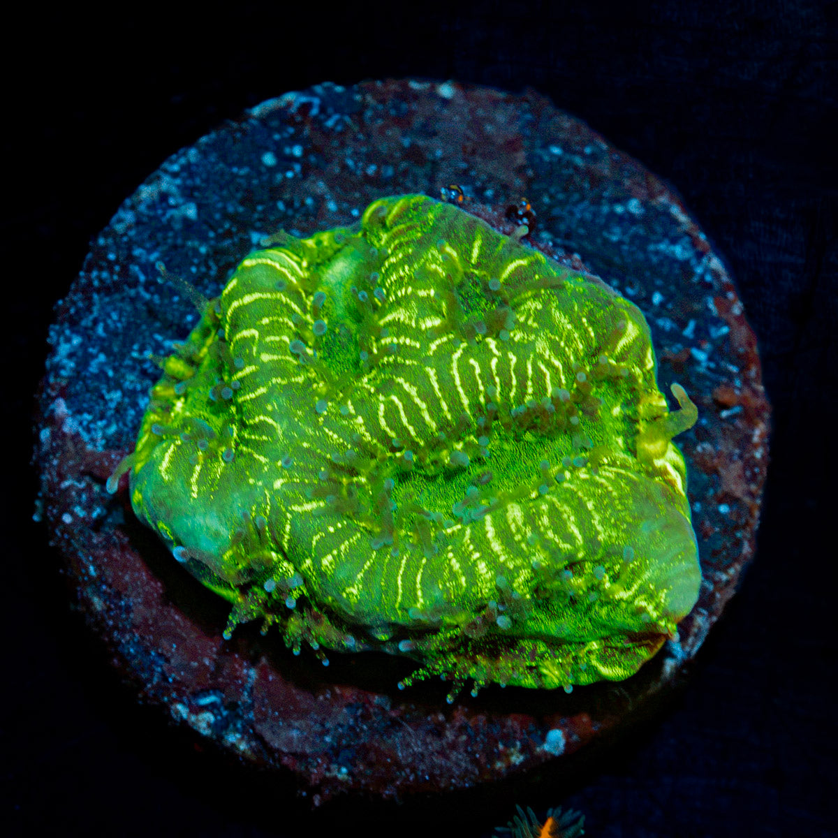 U235 Favia Coral with encrusting growth in reef aquarium