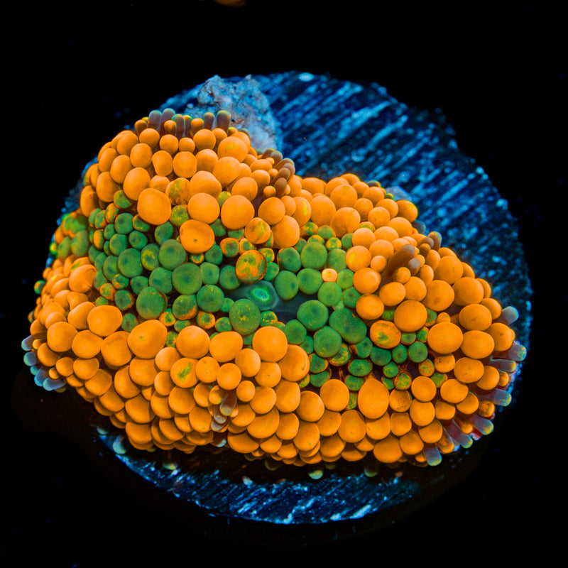 Orange Ricordea Mushroom Coral with mushroom disc in reef aquarium