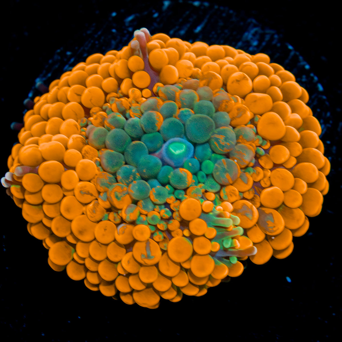 Orange Ricordea Mushroom Coral with mushroom disc in reef aquarium
