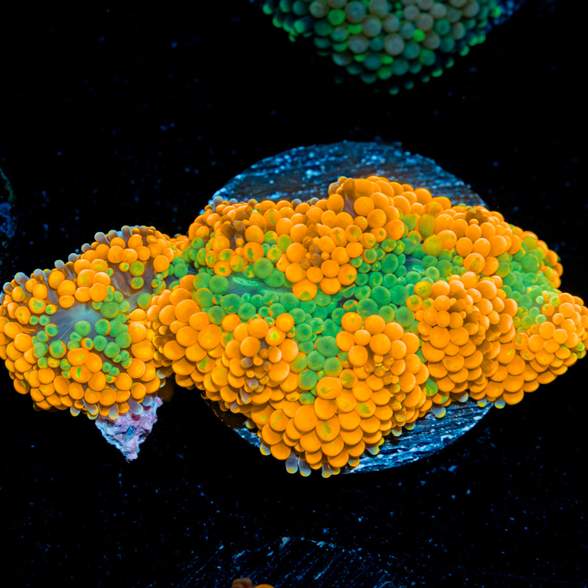 Orange Ricordea Mushroom Coral with mushroom disc in reef aquarium