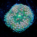 Pinky Ricordea Mushroom Coral with mushroom disc in reef aquarium
