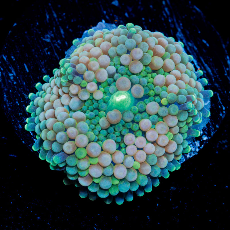 Pinky Ricordea Mushroom Coral with mushroom disc in reef aquarium