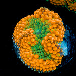 Orange Ricordea Mushroom Coral with mushroom disc in reef aquarium