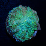 Carpet Bomb Mushroom Coral with mushroom disc in reef aquarium
