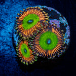 Candy Apple Pink Zoanthid Coral colony growth in reef aquarium