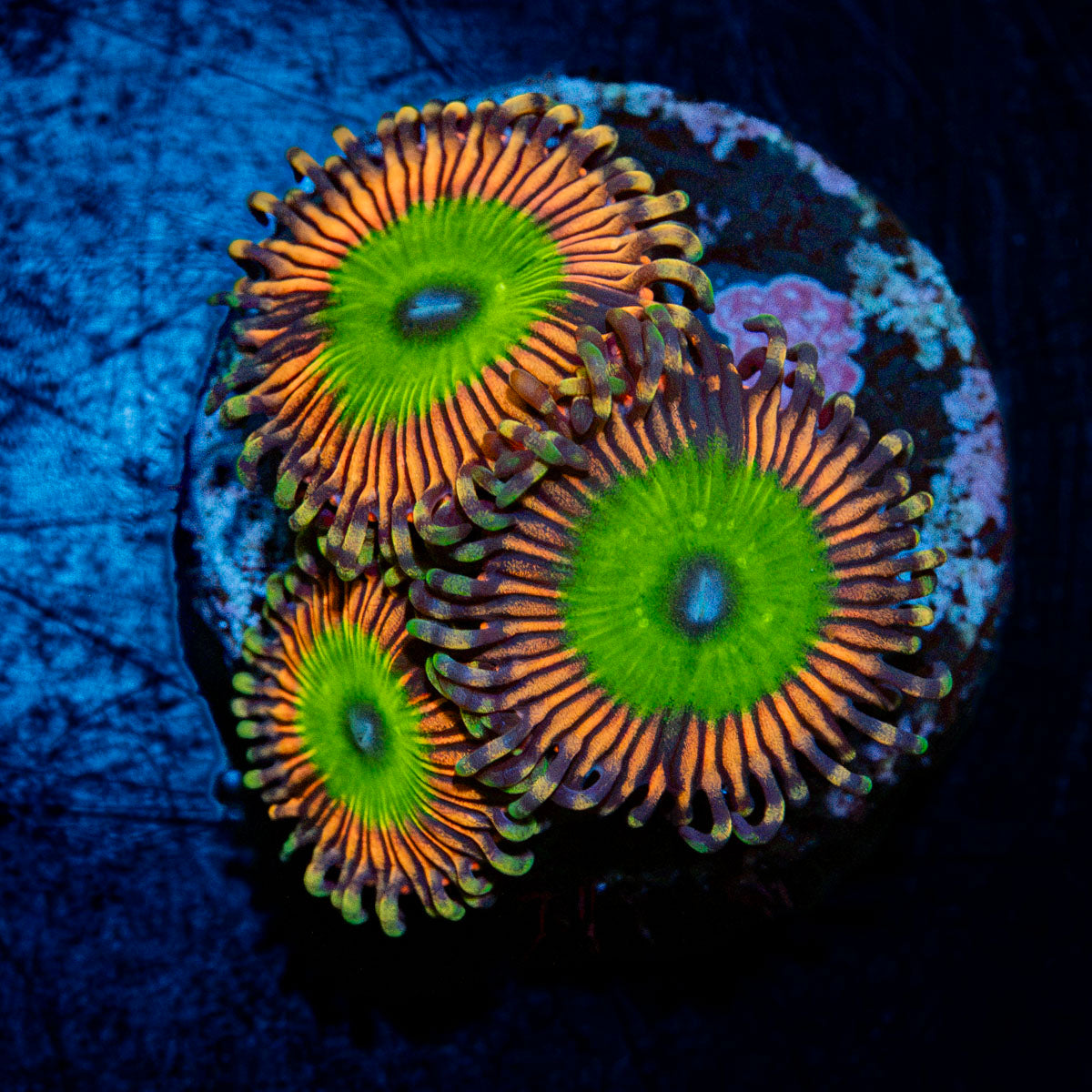Candy Apple Pink Zoanthid Coral colony growth in reef aquarium