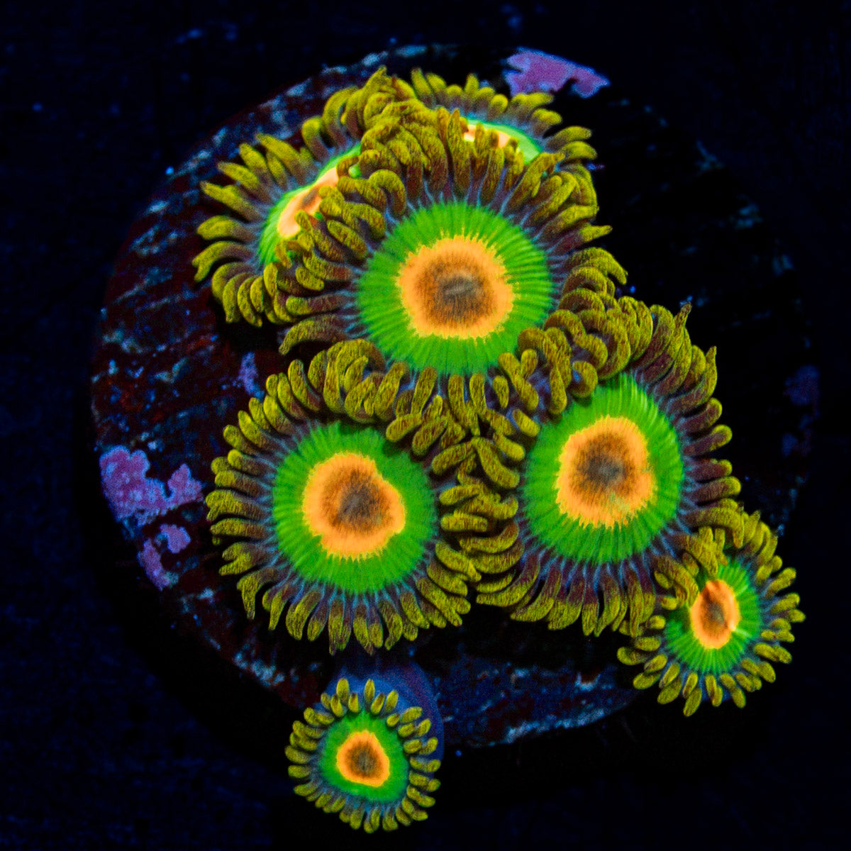 Rasta Zoanthid Coral with colony growth in reef aquarium