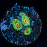 Lemon Limes Zoanthid Coral with colony growth in reef aquarium