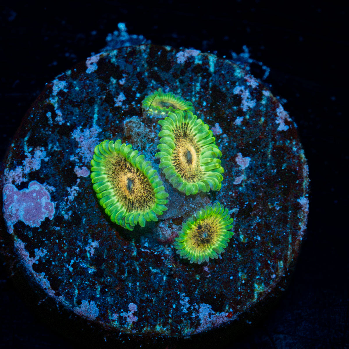 Lemon Limes Zoanthid Coral with colony growth in reef aquarium