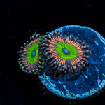 Candy Apple Pink Zoanthid Coral colony growth in reef aquarium