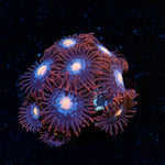 Stitches Zoanthid Coral with colony growth in reef aquarium