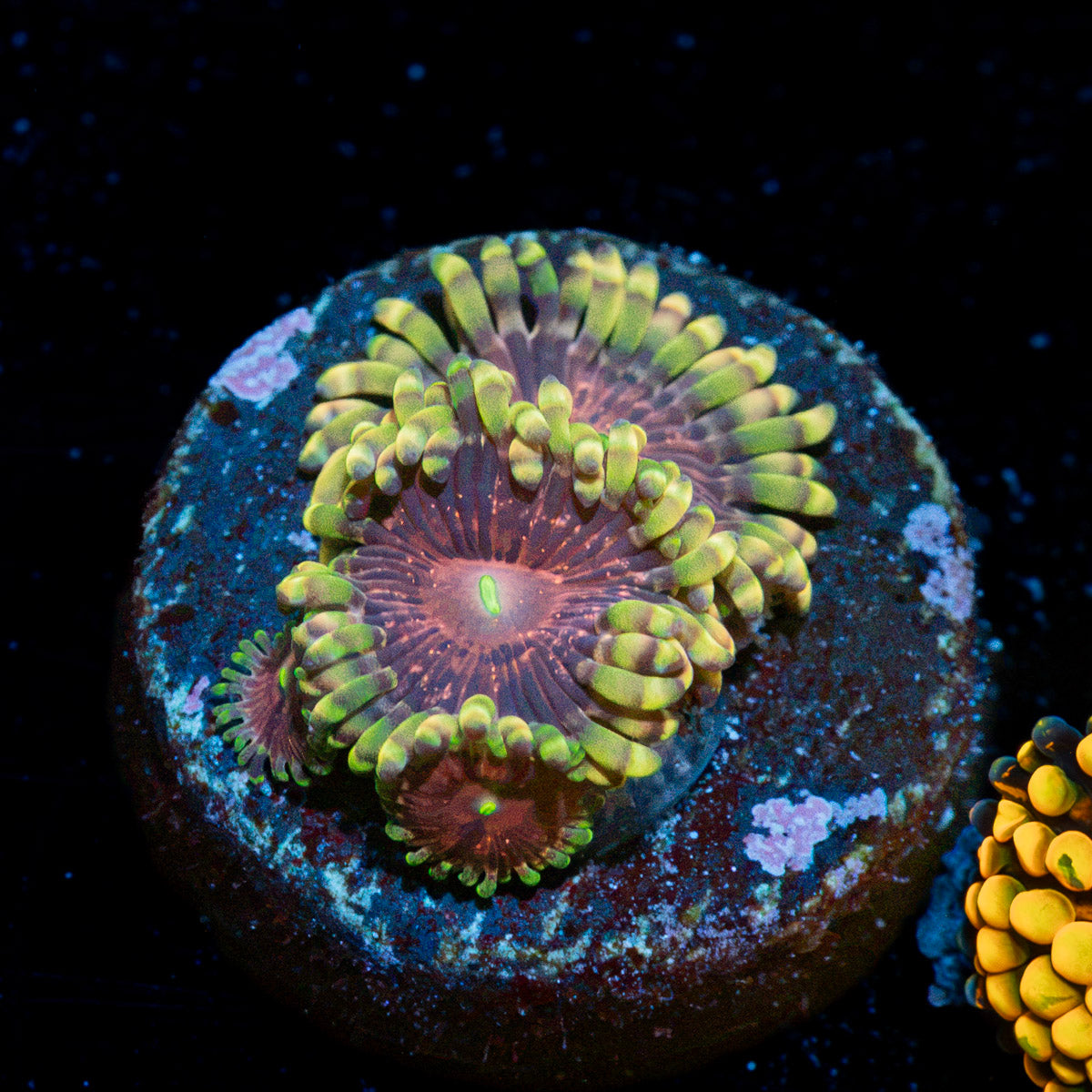 Lush Lunars Zoanthid Coral colony growth in reef aquarium