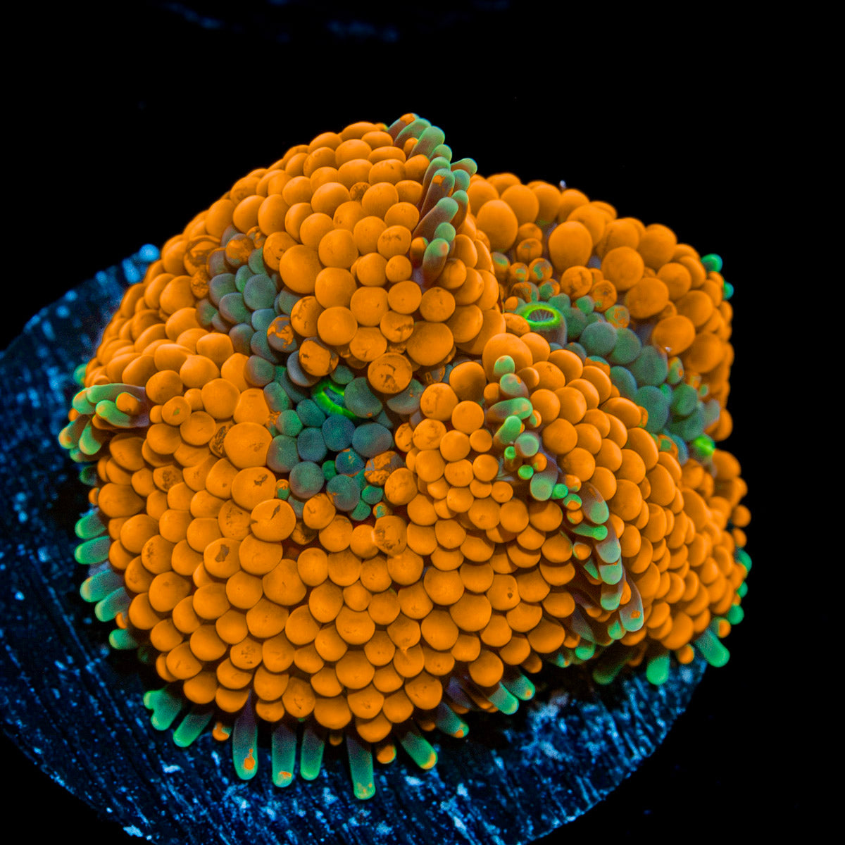 Orange Ricordea Mushroom Coral with mushroom disc in reef aquarium