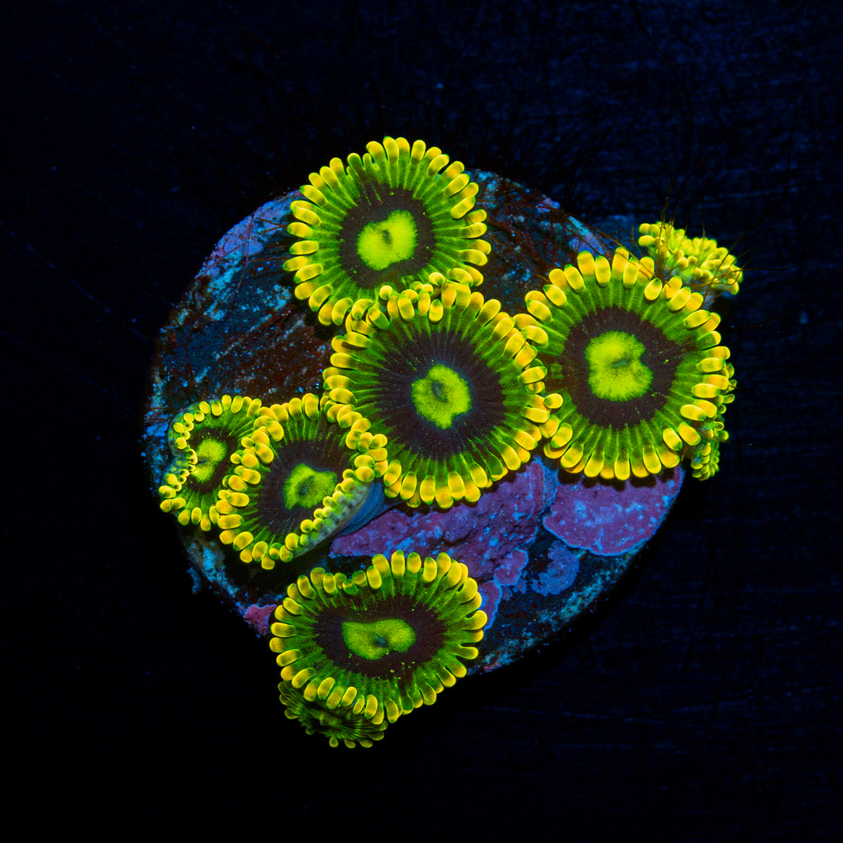 Rainbow Yoda Zoanthids Coral colony growth in reef aquarium
